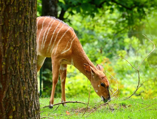 Vrouwelijke nyala antilope (Tragelaphus angasii) eten van gras — Stockfoto