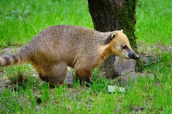 Schattig coati (Nasua), wild dier ziet eruit als de wasbeer — Stockfoto