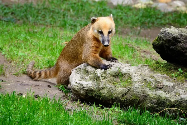 Cute coati (Nasua), animal selvagem olhando como guaxinim — Fotografia de Stock