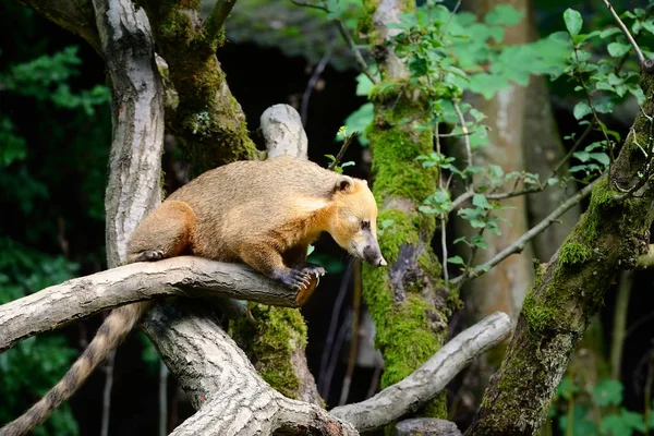 Coati sudamericano (Nasua) en rama de árbol — Foto de Stock