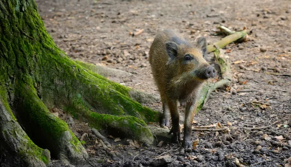 Young wild boar in the forest. Selective focus — Stock Photo, Image