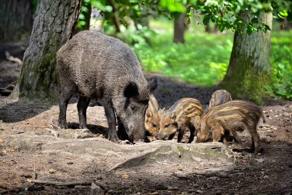 Родина диких кабанів зі смугастими поросятами в лісі — стокове фото