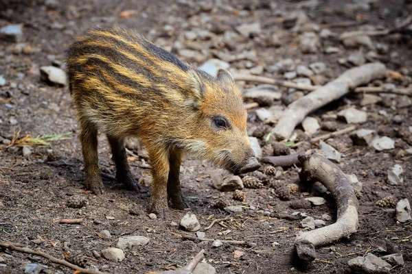 Wild boar baby is looking around — Stock Photo, Image