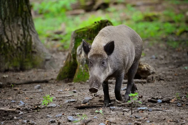 Wild boar piglet - young wild boar runs by the wood