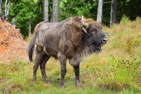 Avrupa Bison ormanın içinde. Wisent. Bizon bonasus — Stok fotoğraf