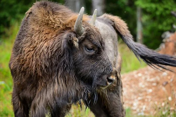 Ευρωπαϊκή Bison στο δάσος. Wisent. Bison bonasus — Φωτογραφία Αρχείου