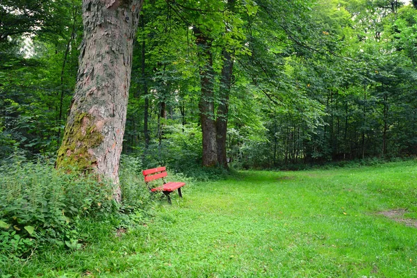 Banco no parque de verão com árvores velhas e caminho pedestre — Fotografia de Stock