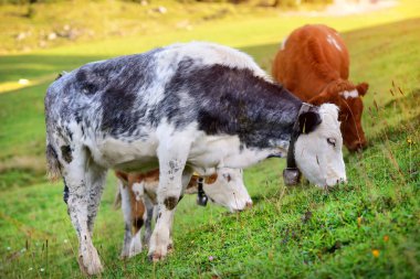 İnekler çayırda dağlar üzerinde otlatma. Yaz güneşli sabah