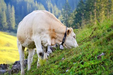 Bir dağ mera üzerinde otlatma inek. Yaz güneşli sabah