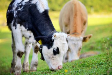 İnekler çayırda dağlar üzerinde otlatma. Yaz güneşli sabah