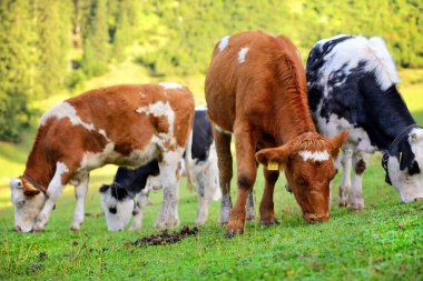 İnekler çayırda dağlar üzerinde otlatma. Yaz güneşli sabah