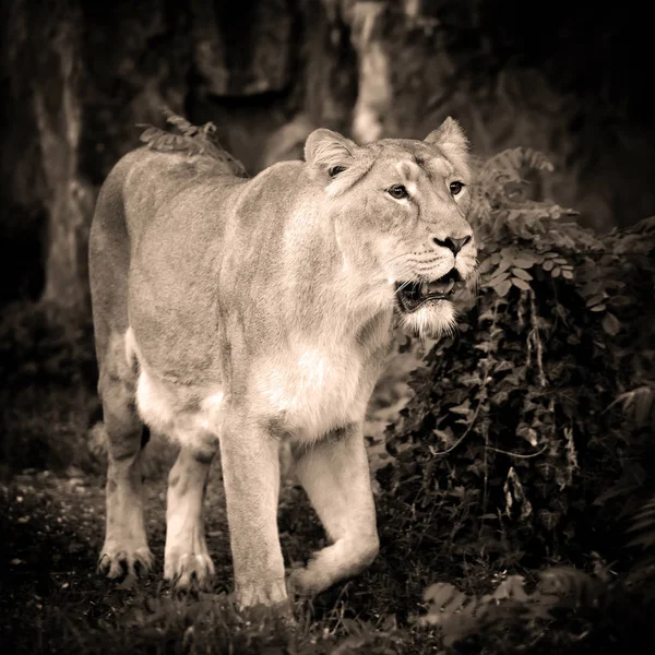 Leeuwin (Panthera leo) staande in groene gras, kijkt uit voor pr — Stockfoto
