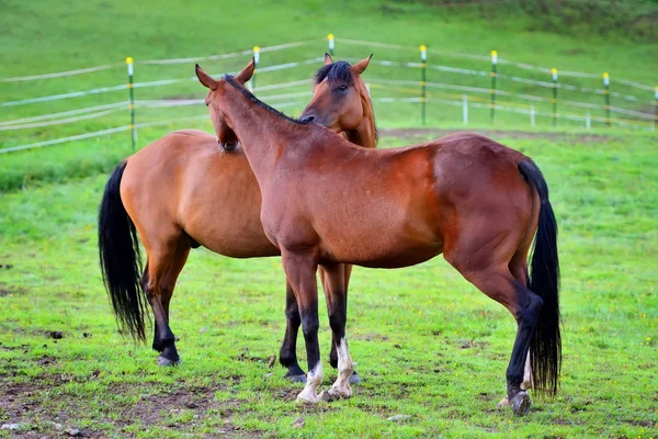 iki genç at otlak yaz aylarında birlikte