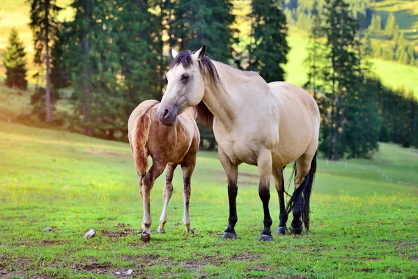 Paarden op de weide in de bergen — Stockfoto