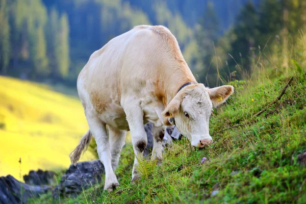 Αγελάδα που βόσκουν σε ένα λιβάδι στο βουνό. Ηλιόλουστο πρωί το καλοκαίρι — Φωτογραφία Αρχείου