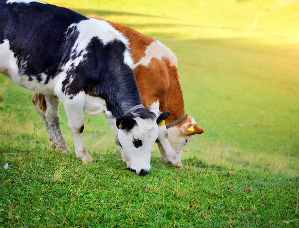Vacas pastando no prado nas montanhas. Verão manhã ensolarada — Fotografia de Stock