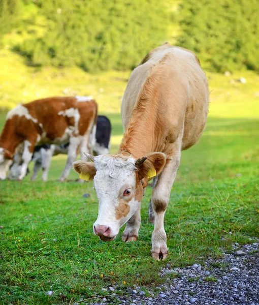 Mucche al pascolo sul prato in montagna. Estate mattina di sole — Foto Stock
