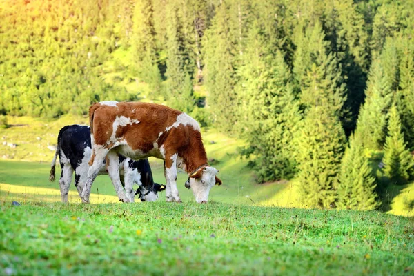 Koeien grazen in de weide in bergen. Zonnige Zomerochtend — Stockfoto