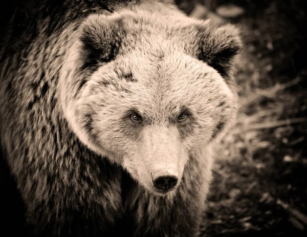 Boz ayı portresi. Ormanda büyük boz ayı. Sepya içinde sanat fotoğraf.