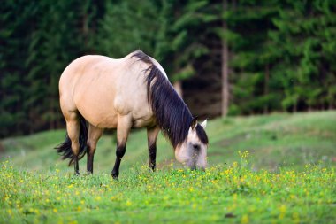 Dağlardaki çayırlarda at