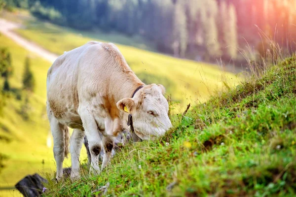 Cow grazing on a mountain pasture. Summer sunny morning — Stock Photo, Image