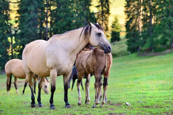 山の牧草地にいる馬は — ストック写真