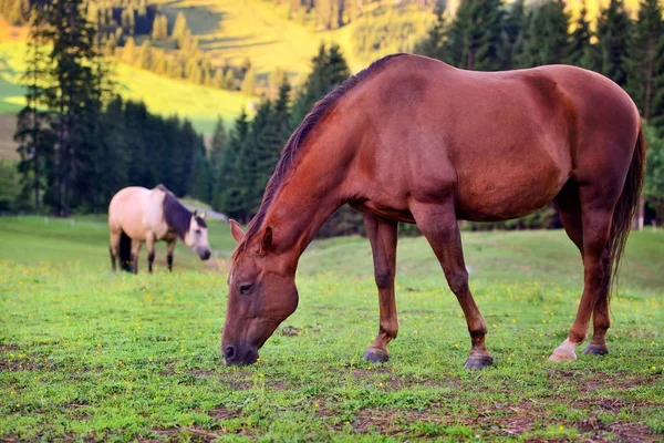 Koně na louce v horách — Stock fotografie