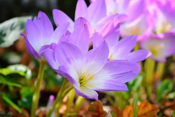 Jolies fleurs de rosée à l'automne (Colchicum autumnale ) — Photo