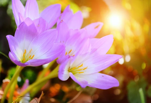 Nice dewy flowers in the autumn (Colchicum autumnale) — 스톡 사진