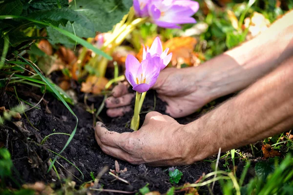 Zahradníci ruce výsadbu květin (Ocún jesenní) v zahradě — Stock fotografie