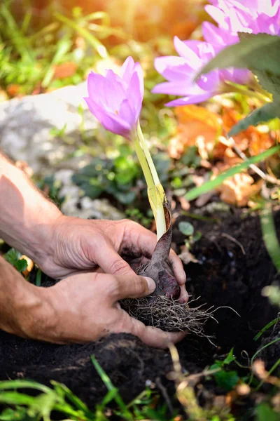 Jardineros manos plantando flores (Colchicum otoñal) en un jardín — Foto de Stock