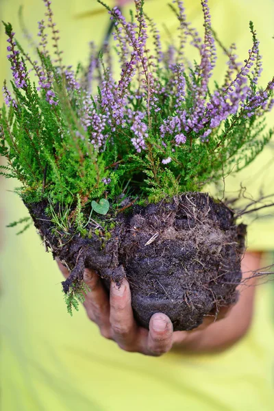 Blühende Heide (Calluna vulgaris) in den Händen des Gärtners, vorbereitet für die Bepflanzung — Stockfoto