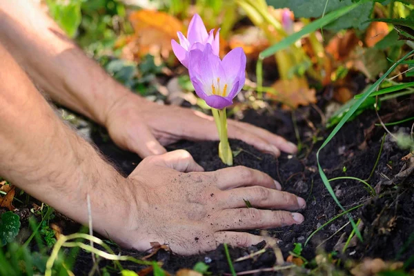 Çiçekler (Colchicum autumnale) bir bahçede dikim bahçıvanlar eller — Stok fotoğraf