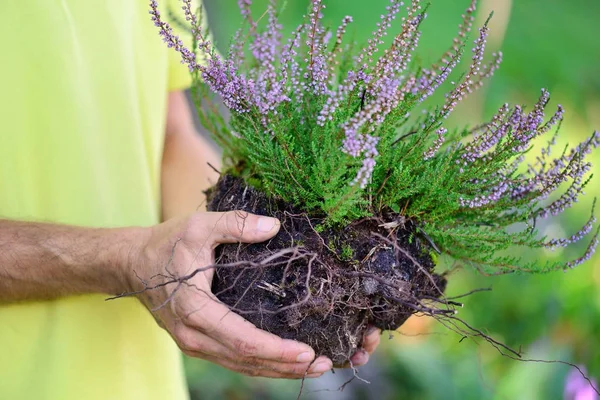 Kwitnąca wrzos (Calluna vulgaris) w rękach ogrodnik, przygotowane do sadzenia — Zdjęcie stockowe