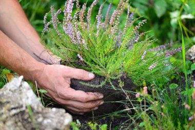 Çiçek açması heather (Calluna vulgaris) holding eller. Çiçekler toprağa dikim. 