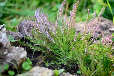 Güzel mor çiçek açması heather (Calluna vulgaris)