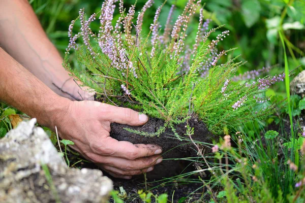 Manos sosteniendo brezo floreciente (Calluna vulgaris). Plantando flores en el suelo . — Foto de Stock