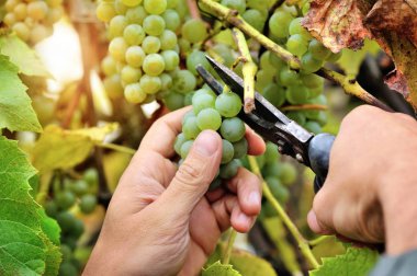 Holding ve beyaz şarap hasat sırasında üzüm asmaları üzerinden kesme çiftçiler eller