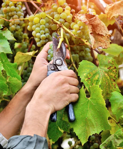FarmersFarmers hands holding and cutting white grape from the vines during wine harvest — Stock Photo, Image