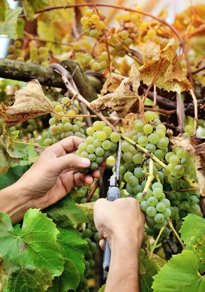 Manos de los agricultores sosteniendo y cortando uva blanca de las vides durante la vendimia —  Fotos de Stock