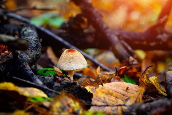 Ein giftiger Pilz zwischen bunten Blättern im Herbstwald — Stockfoto