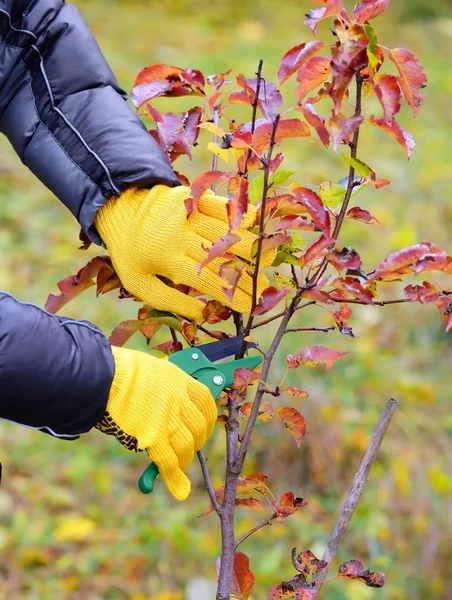 Mains avec des gants de jardinier effectuant des travaux d'entretien, taille tr — Photo