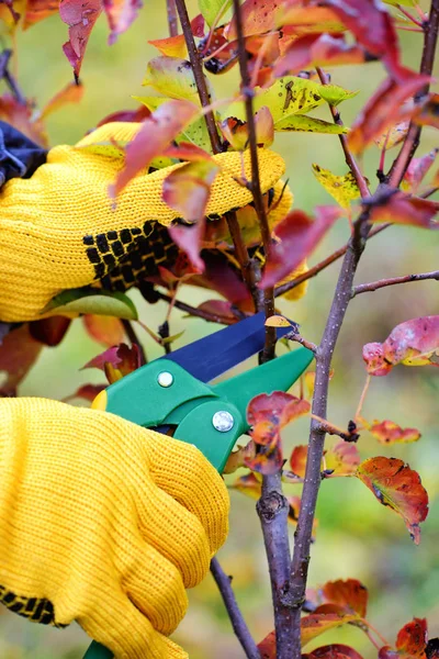Ruce s rukavicemi zahradník údržby prořezali tr — Stock fotografie