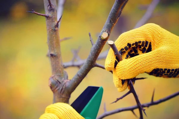 Mani con guanti di giardiniere che fanno lavori di manutenzione, potatura tr — Foto Stock