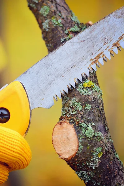 Manos con guantes de jardinero haciendo trabajos de mantenimiento, poda tr — Foto de Stock