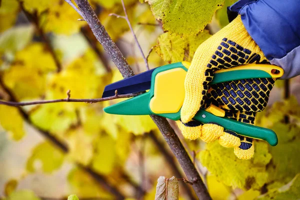 Manos con guantes de jardinero haciendo trabajos de mantenimiento, poda bu —  Fotos de Stock