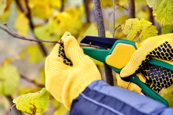 Mãos com luvas de jardineiro fazendo trabalhos de manutenção, poda bu — Fotografia de Stock