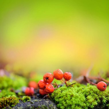 Üvez meyveleri (Sorbus aucuparia) üzerinde yeşil yosun ile sonbahar arka plan