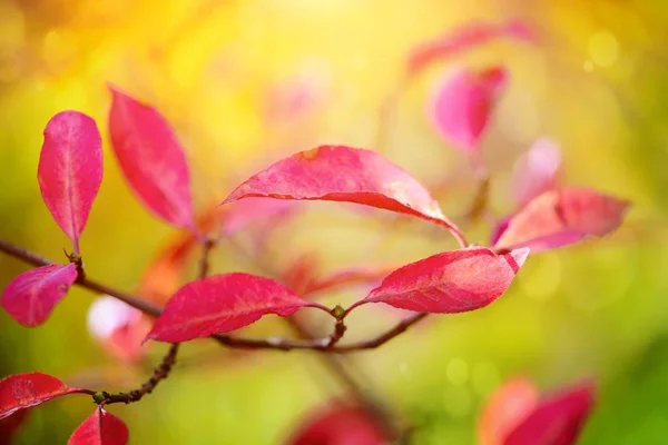 Fundo de outono bonito é com o ramo de árvore de fuso (Euonymus europaeus ) — Fotografia de Stock