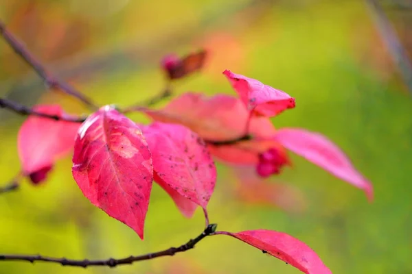 Hermoso fondo de otoño es con la ramita de árbol de huso (Euonymus europaeus ) — Foto de Stock